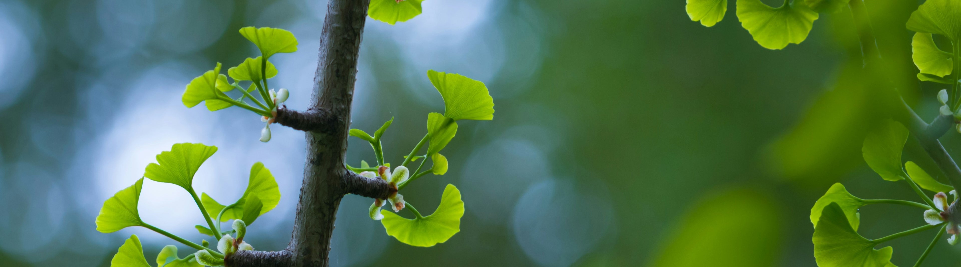 Ginkgo biloba voor geheugen & concentratie