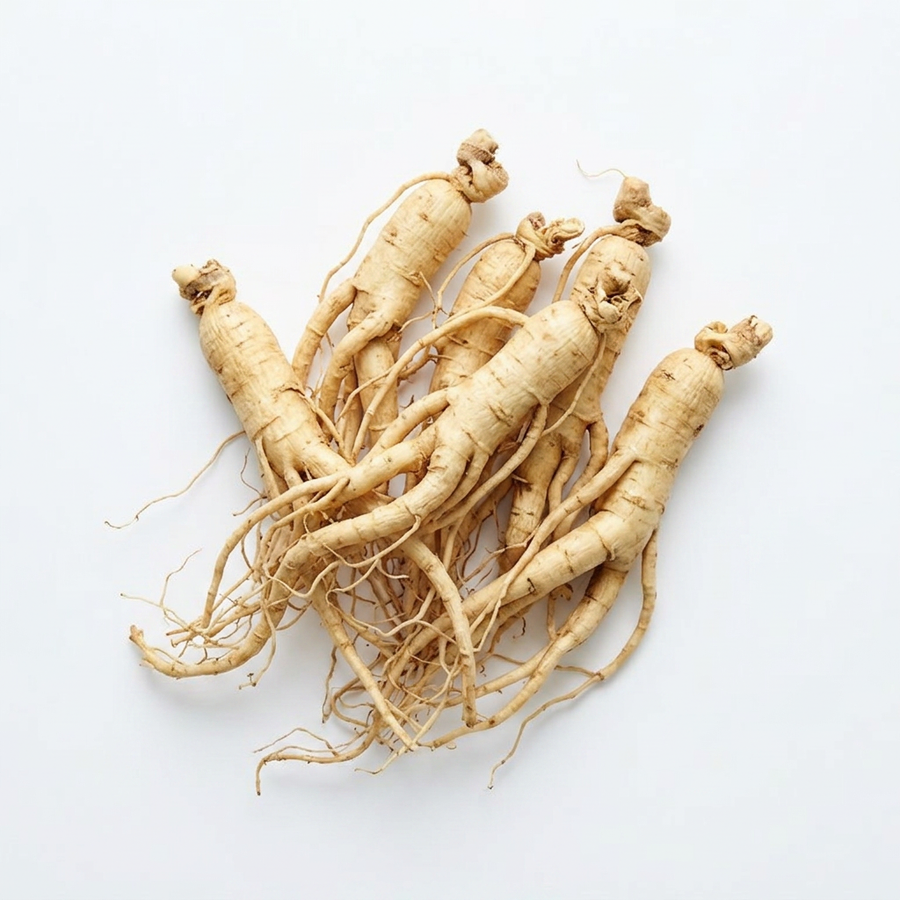 Panax Ginseng